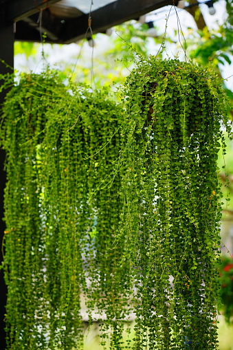 Close up hanging ivy (Dave) plant curtain