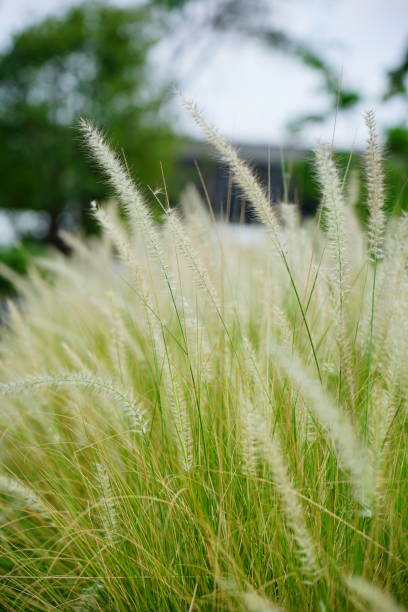 istock Flower grass field in public park 1307037534