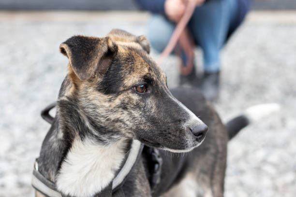 istock Portrait of a mongrel  dog. 1307037659