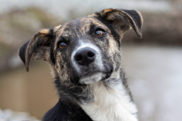 Portrait of a stray dog. Close-up portrait of a stray mongrel dog. mixed breed dog stock pictures, royalty-free photos & images