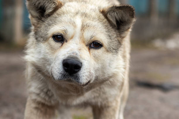 istock Portrait of a white stray dog. 1307037677