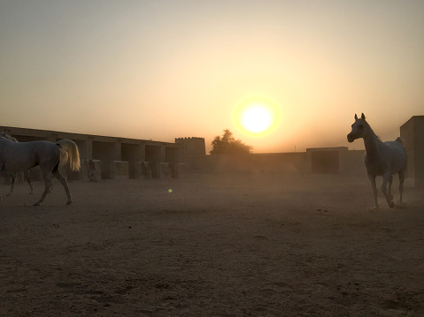 Group of Horses running at Stables during Golden Hour Sunset in Doha
