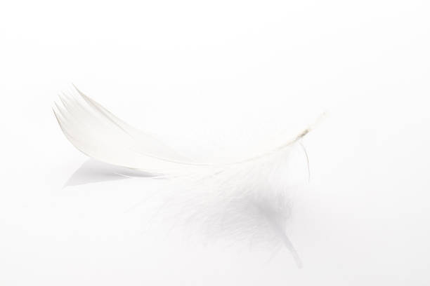 feder aus nächster nähe. natur abstrakte vogel feder textur isoliert auf weißem hintergrund in makrofotografie, weicher fokus. mode farbe trends frühling sommer. - feather white macro bird stock-fotos und bilder