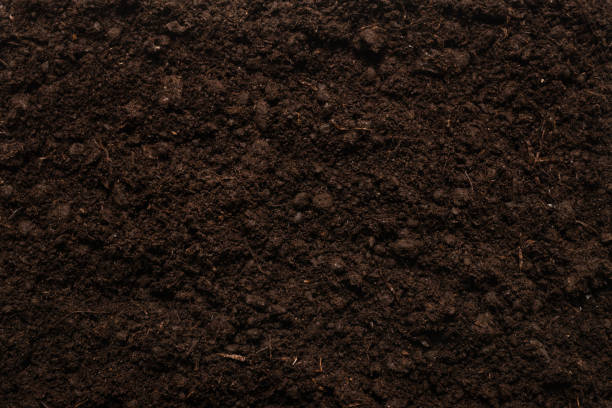 istock Black land for plant background. 1307038621