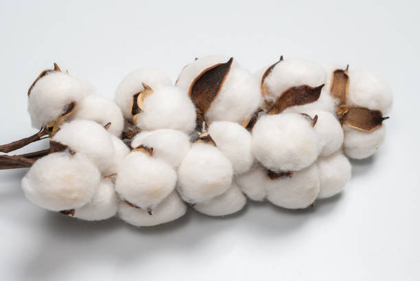 istock Cotton flower branch isolated on white background. 1307038626