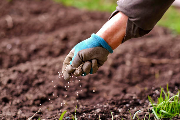 senior woman applying fertilizer plant food to soil for vegetable and flower garden. fertilizer and agriculture industry, development, economy and investment growth concept. - semeando imagens e fotografias de stock