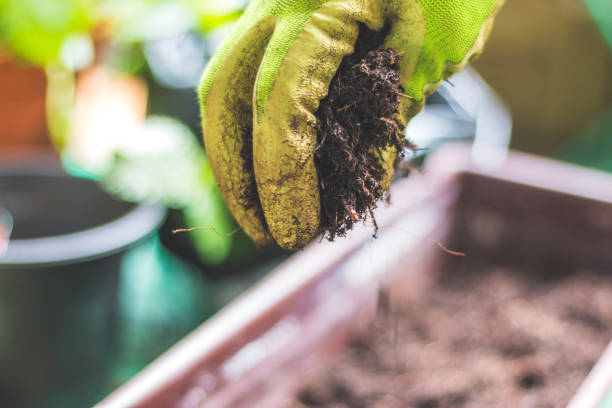 istock Fruitful soil for urban gardening, close up 1307040009