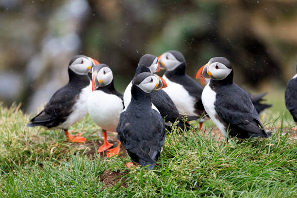 Puffins It seems to me that these puffins are holding an important meeting puffins resting stock pictures, royalty-free photos & images