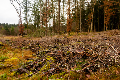 Cut brash, branches and trees at a clear felled coniferous forestry site in Scotland