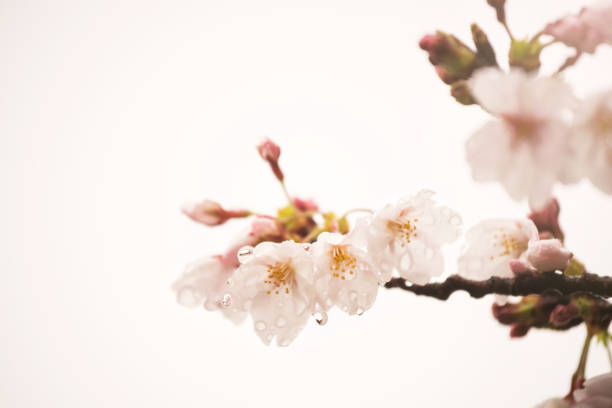 istock pink cherry blossom with dew isolated on white 1307041349