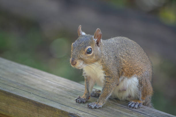 Squirrel On A Roof.