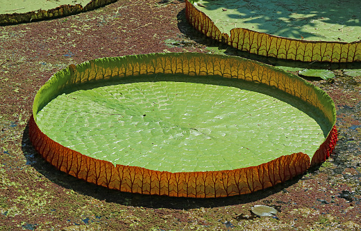 Closeup of Giant Water Lily Pad of Victoria Amazonica in a Sunshine Pond