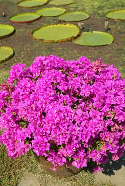 Closeup a Shrub of Hot Pink Bougainvillea Glabra or Paperflowers with Blurry Lily Pads in Background