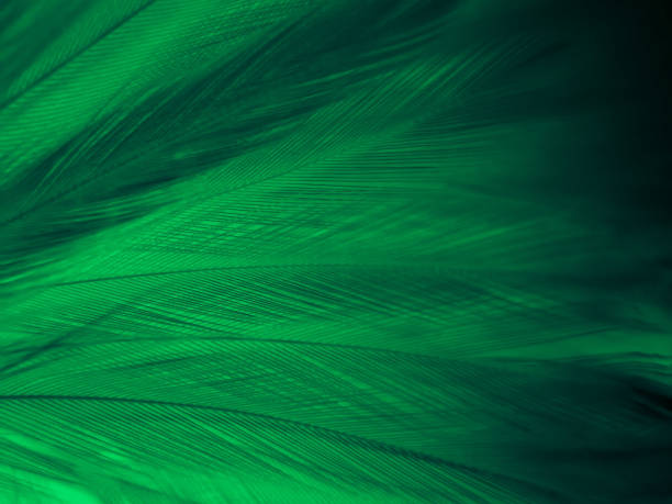 istock Beautiful abstract green feathers on black background, yellow feather texture on dark pattern,  green background, feather wallpaper, love theme, valentines day, dark texture 1307042059