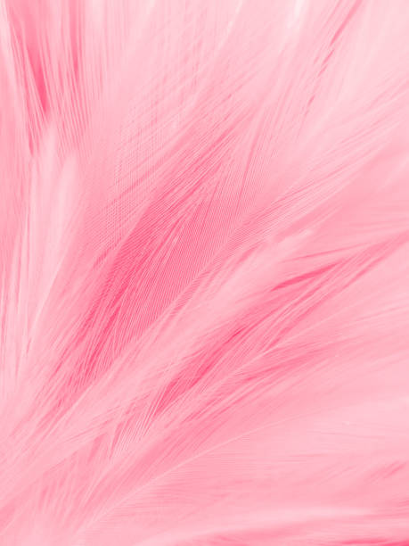 istock Beautiful abstract light pink feathers on white background,  white feather frame texture on pink texture pattern and pink background, love theme wallpaper and valentines day 1307042075