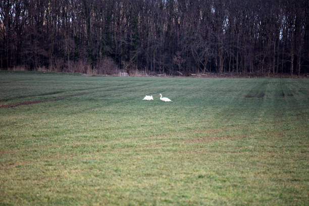 a couple of swans on a field in niederlangen, emsland, germany photographed on a sunny day