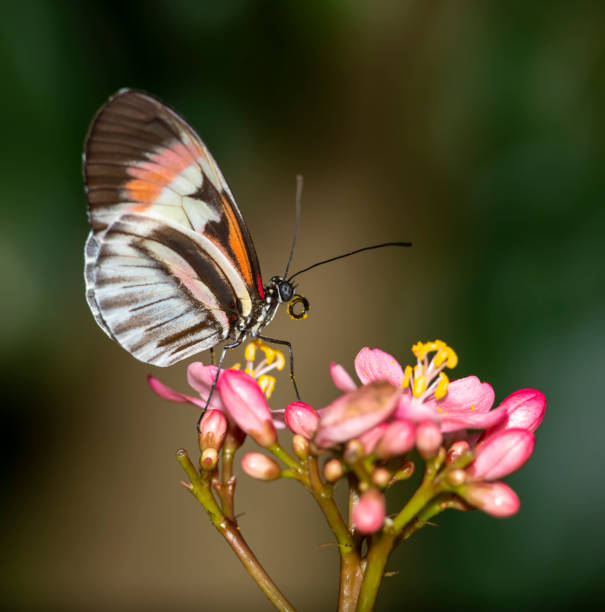 istock Butterfly sitting on flower sharing some of the same colors 1307043013