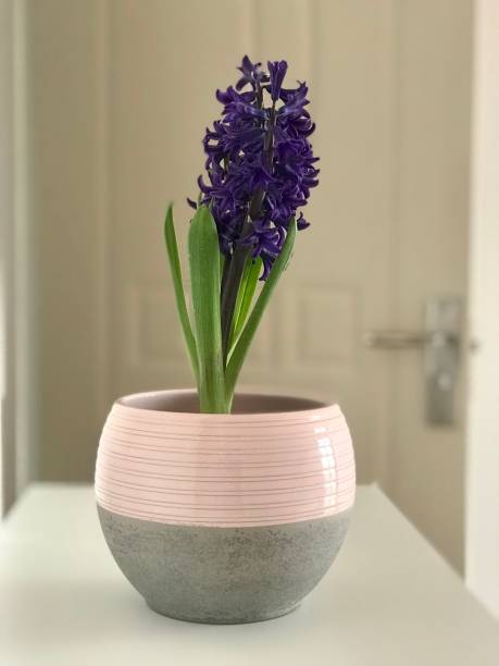 istock Purple home hyacinth 1307043084