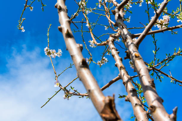 Almond tree in blossom announcing that spring is coming soon. High resolution photograph.