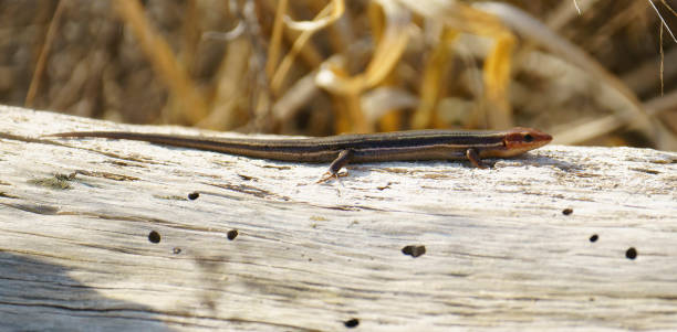 istock A Five-lined Skink basking in the sunshine on a fallen log 1307044026