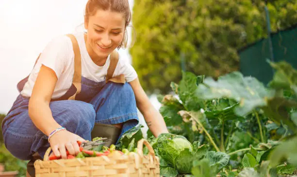 Photo of Young girl taking care of her vegetable garden - Concept of new organic business