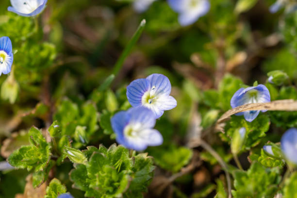 istock Veronica persica in bloom in sunny fields in early spring 1307045681