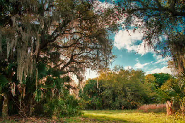 Early morning in the Myakkahatchee Creek Environmental Park near North Port, Florida.