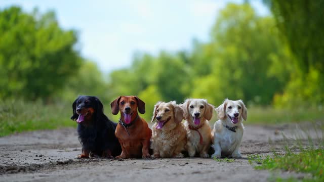 Group of dogs outdoors. Pet dogs of different colors are sitting on the road. Five dogs with long tongues out look on camera.