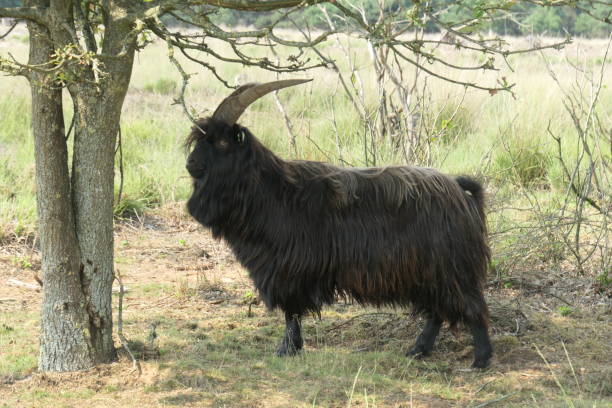 87 Black Long Haired Goat Stock Photos, Pictures & Royalty-Free Images - iStock 87 Black Long Haired Goat Stock Photos, Pictures & Royalty-Free Images - iStock