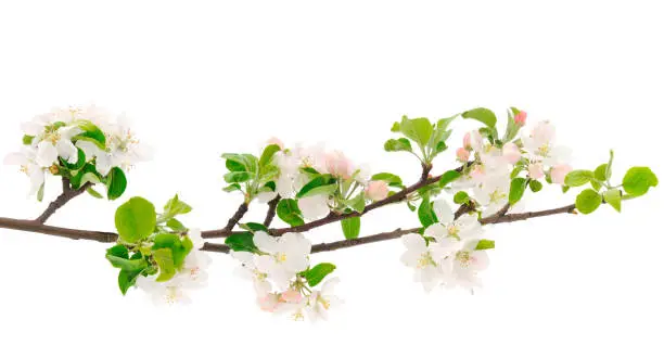 Flowering branch of apples on white background.