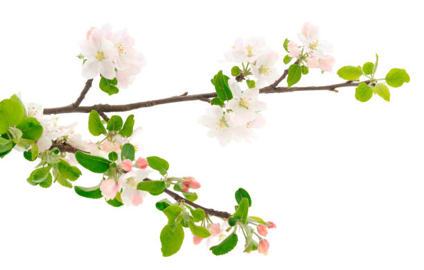 istock Flowering branch of apples. 1307046804
