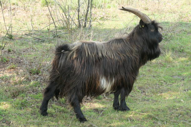 istock A black longhaired land goat with long horns. Seen from the side. 1307046943