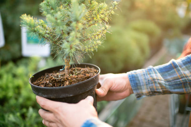 istock Man buying trees at a garden store in springtime 1307049662