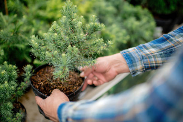 Man buying trees at a garden store in springtime