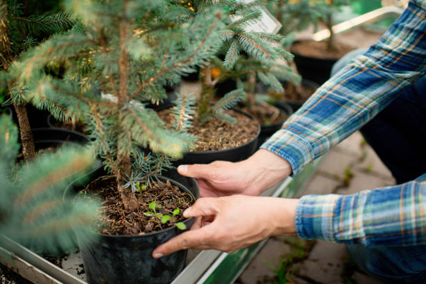 istock Man buying trees at a garden store in springtime 1307049712