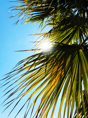 Close up shot of Palm trees, sun and blue sky background.