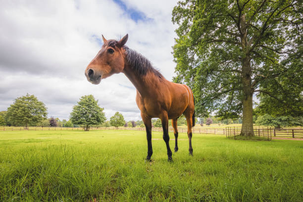 istock Cleveland Bay Horse 1307051956