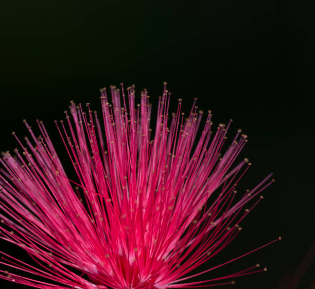 istock Pink powder puff on black background 1307052022