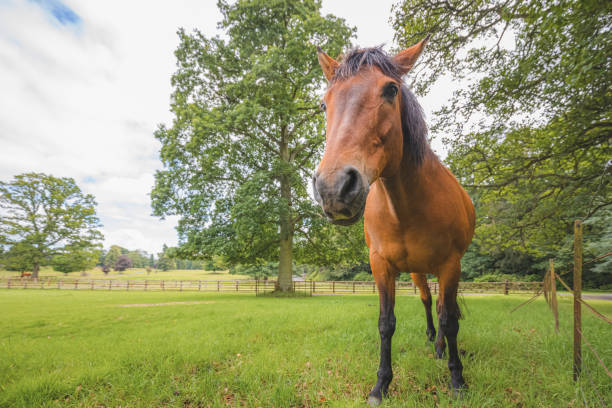 Cleveland Bay Horse