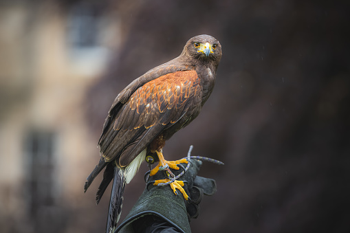 Close-up portrait of a trained Harris's Hawk (Parabuteo unicinctus) bird of prey perched on the gauntlet of a falconer.