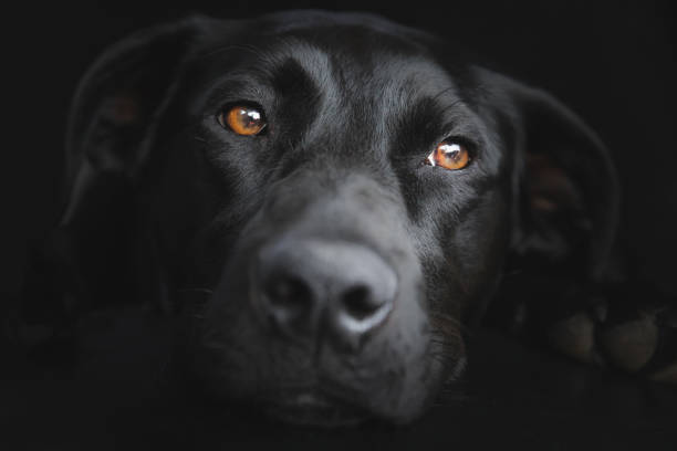 labrador retriever nero - dog black labrador retriever animal nose foto e immagini stock