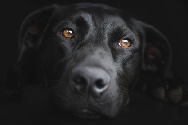 istock Black Labrador Retriever 1307052769