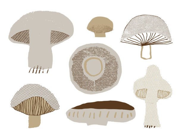 ilustraciones, imágenes clip art, dibujos animados e iconos de stock de conjunto de setas - fungus roots