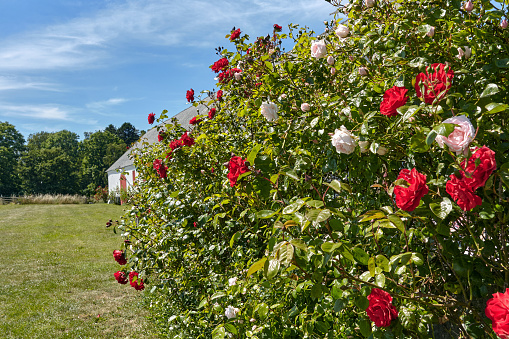 Roses blossoming on Bornholm island, Denmark