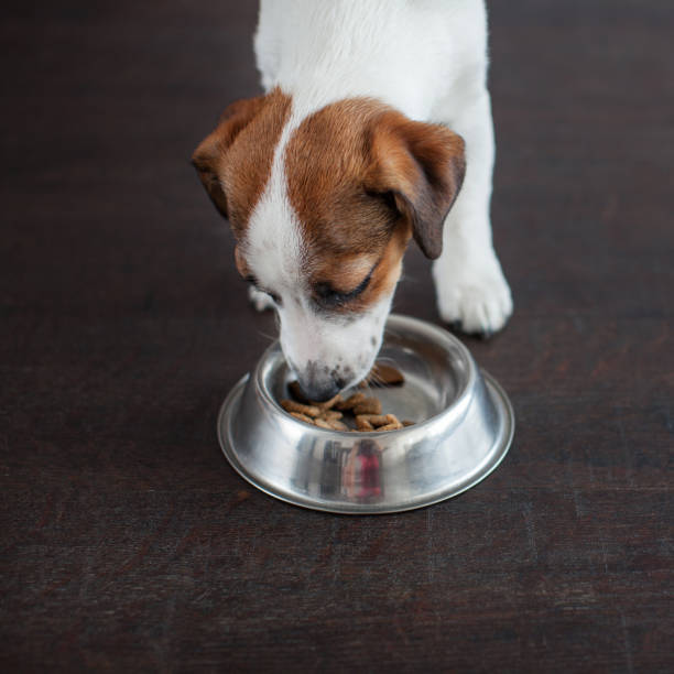 istock Dog eating food from bowl 1307053640