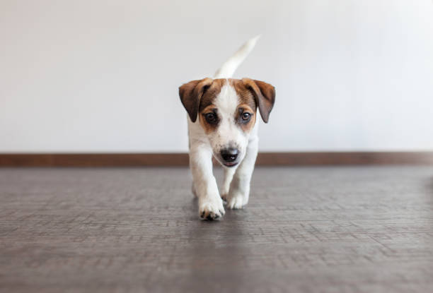 istock Little white dog on brown floor 1307053643