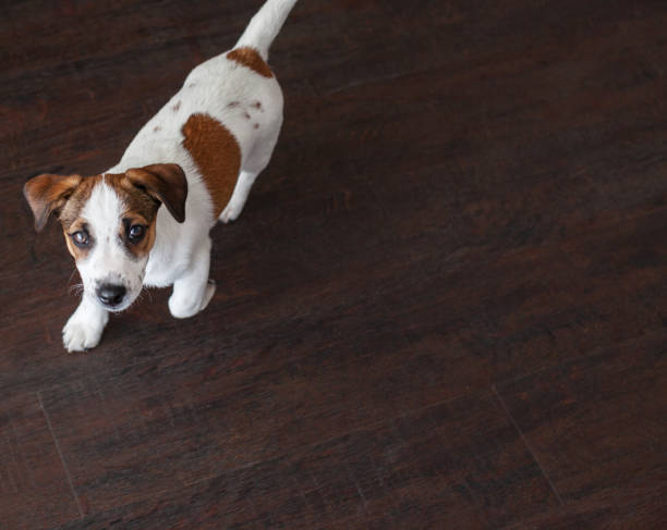 istock Little white dog on brown floor 1307053644