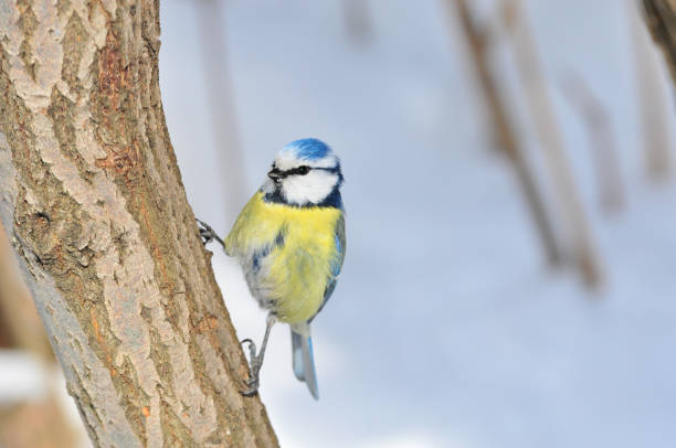 istock Bird during a cold winter. Ordinary blue tit. 1307054039