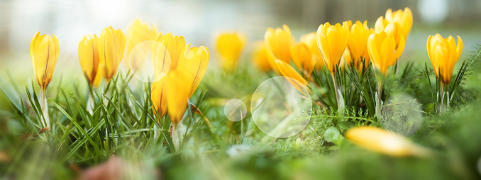 Yellow blooming crocus in sunny spring. Seasonal background with bright bokeh. Horizontal close-up with short depth of field and space for text.
