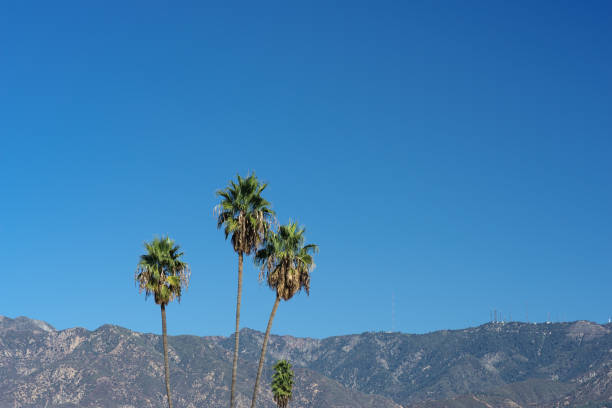 istock San Gabriel Mountains and Palm Trees 1307055264